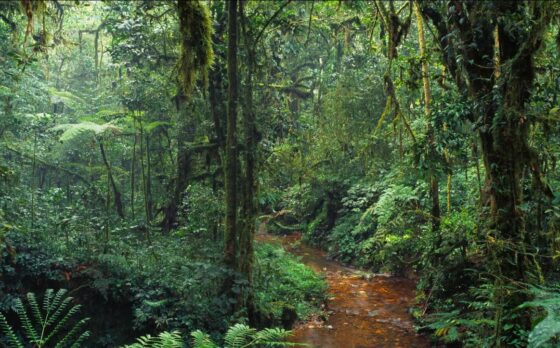 International Day of Forests