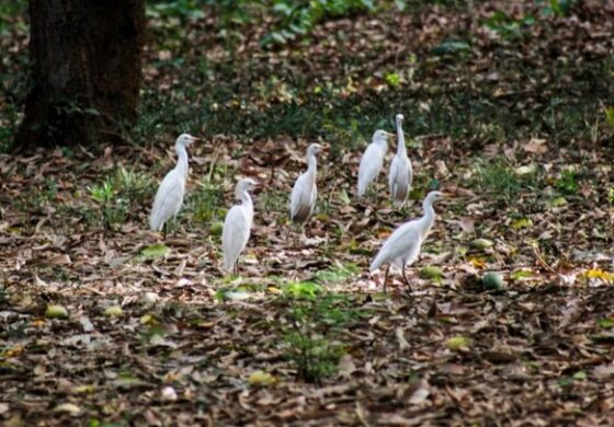 Every Bird Counts: Why Protecting Nature Means Protecting Our Future by the Natural Resource Women Platform
